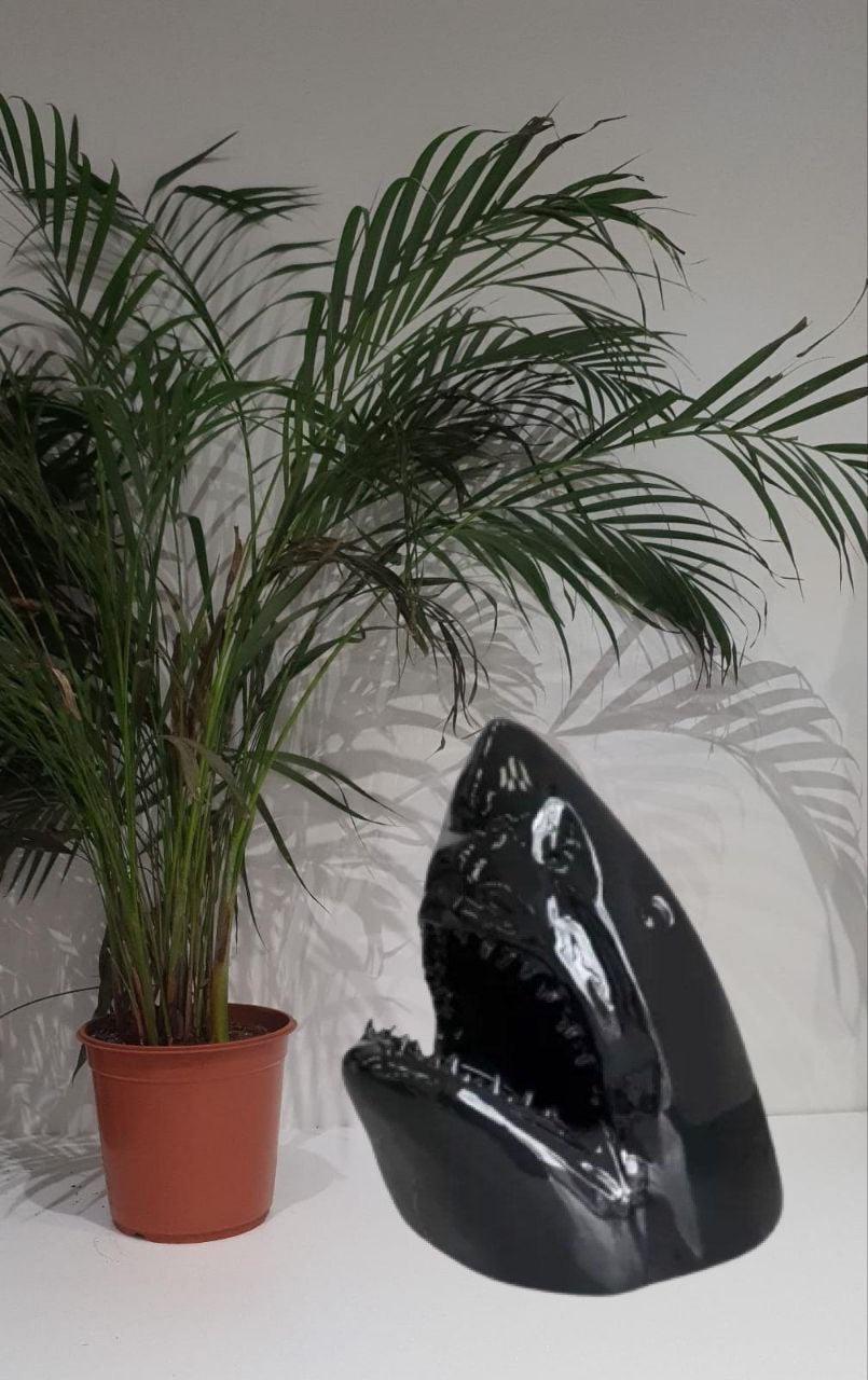 Showroom Requin - MUZZANO