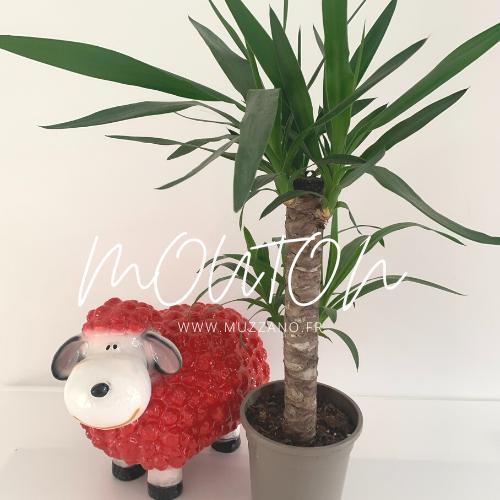 Showroom Mouton - MUZZANO